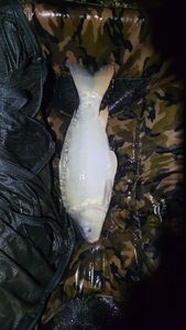 Mirror Carp