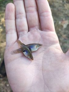 Mosquito Fish