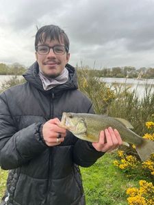 Largemouth Bass