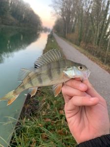 European Perch