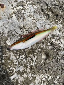 Mediterranean Rainbow Wrasse