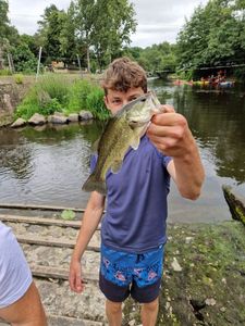 Largemouth Bass