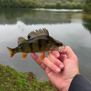 European Perch