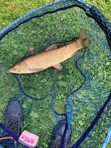 Grass Carp