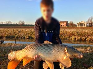Common Carp