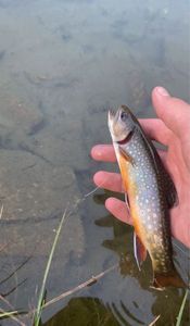 Brook Trout