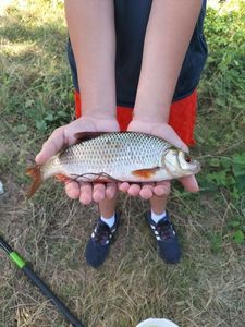 Roach