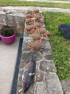 Common Spider Crab