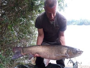 Grass Carp