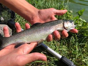 Rainbow Trout