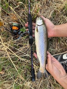 Rainbow Trout