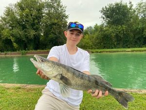 Zander