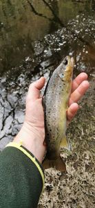 Brown Trout