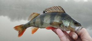 European Perch
