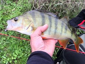 European Perch