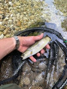 Brown Trout
