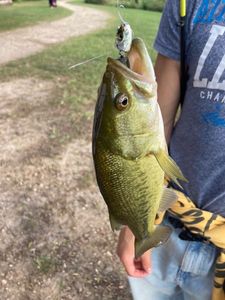 Largemouth Bass