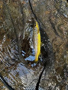 Brown Trout