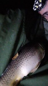 Common Carp