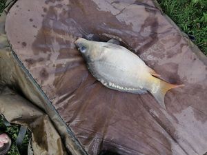 Mirror Carp