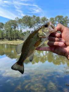Largemouth Bass