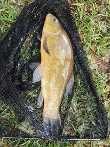 Tench
