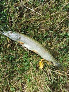 Northern Pike