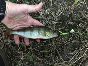 European Perch