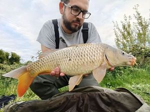 Common Carp