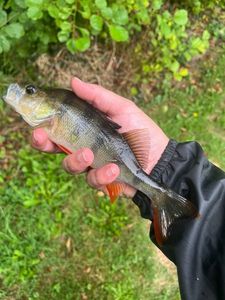 European Perch