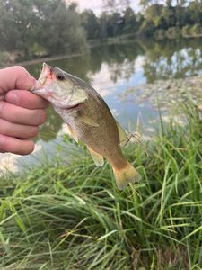 Smallmouth Bass