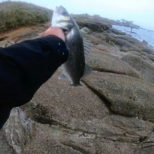 European Bass (Seabass)