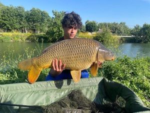 Common Carp