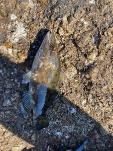 Ballan Wrasse