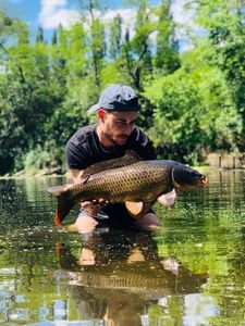 Common Carp