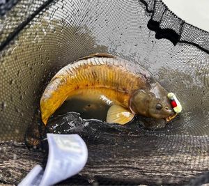 Mirror Carp