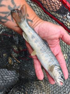 Brown Trout
