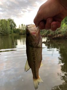 Largemouth Bass