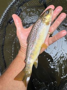Brown Trout
