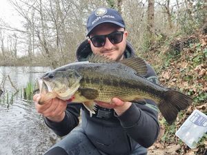 Largemouth Bass