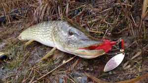 Northern Pike