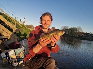 European Perch