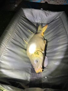 Crucian Carp