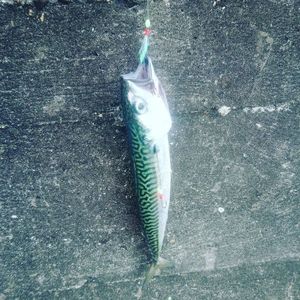 Mackerel