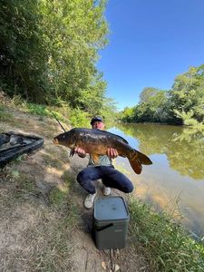 Mirror Carp
