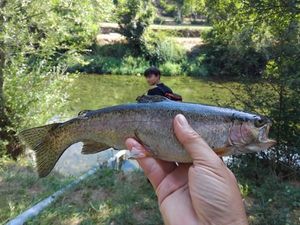 Rainbow Trout