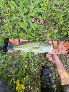 Largemouth Bass
