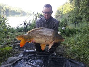 Common Carp
