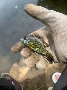 Green Sunfish