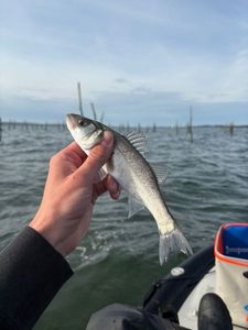 European Bass (Seabass)